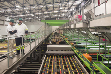 چگونه دستگاه سورتینگ هوشمند باعث کاهش ضایعات کشاورزی می شود؟