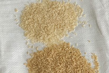 سورتینگ برنج: انتخابی برای کیفیت بالاتر با نوین سورت