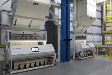 دستگاه سورتینگ نوری یا رنگی؟ بررسی تخصصی تفاوت ها و کاربردها