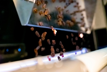 سورتینگ تخصصی برای کشمش و خرما؛ چگونه کیفیت صادراتی تضمین می شود؟