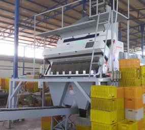 سورتینگ ۷ کانال مونتاژ  جهت سورت کشمش ، کاشمر 